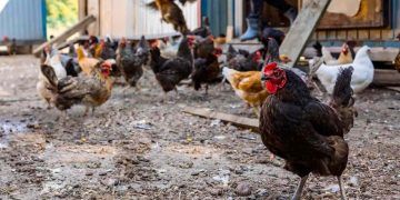 Foco de gripe aviária no Rio Grande do Sul é contido e Brasil deve retomar exportações