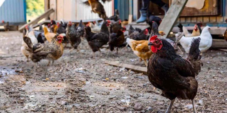 Foco de gripe aviária no Rio Grande do Sul é contido e Brasil deve retomar exportações
