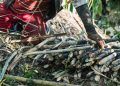 Goiás bate recorde na produção de cana-de-açúcar na safra 2425 com 969,7 mil hectares