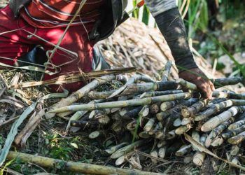 Goiás bate recorde na produção de cana-de-açúcar na safra 2425 com 969,7 mil hectares