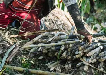 Goiás bate recorde na produção de cana-de-açúcar na safra 2425 com 969,7 mil hectares