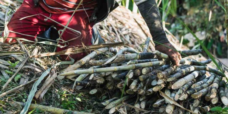 Goiás bate recorde na produção de cana-de-açúcar na safra 2425 com 969,7 mil hectares