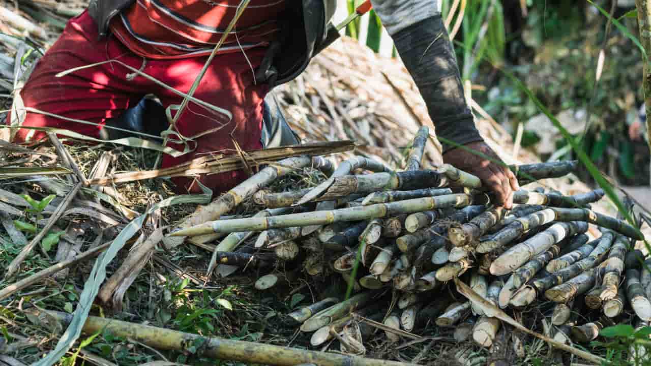 Goiás bate recorde na produção de cana-de-açúcar na safra 24/25 com 969,7 mil hectares