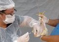 Goiás declara emergência zoossanitária para prevenir influenza aviária