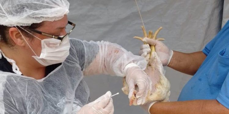 Goiás declara emergência zoossanitária para prevenir influenza aviária