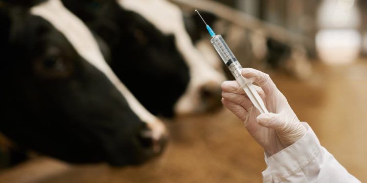 Goiás deve obter reconhecimento internacional como zona livre de febre aftosa