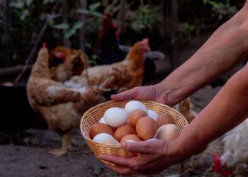 Gripe aviária não representa risco para quem consome frango e ovos, diz ABPA