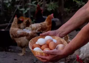 Gripe aviária não representa risco para quem consome frango e ovos, diz ABPA