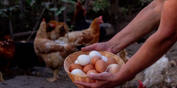 Gripe aviária não representa risco para quem consome frango e ovos, diz ABPA