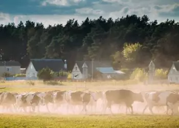 Iniciada campanha de declaração de rebanhos e vacinação de herbívoros em GoiásIniciada campanha de declaração de rebanhos e vacinação de herbívoros em Goiás