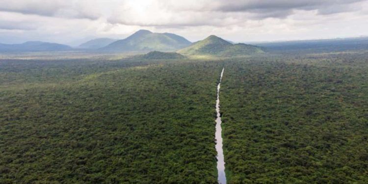 Mata Atlântica e Pampa passam a contar com planos específicos de proteção ambiental