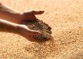 Ao todo, foram moídas mais de 13,19 milhões de toneladas do cereal no país