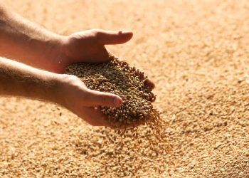 Ao todo, foram moídas mais de 13,19 milhões de toneladas do cereal no país