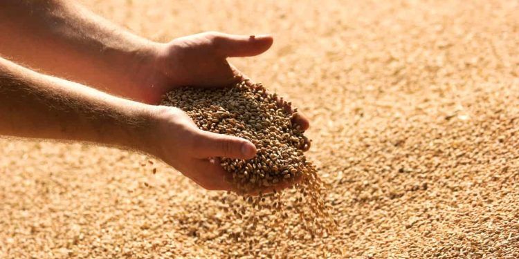 Ao todo, foram moídas mais de 13,19 milhões de toneladas do cereal no país