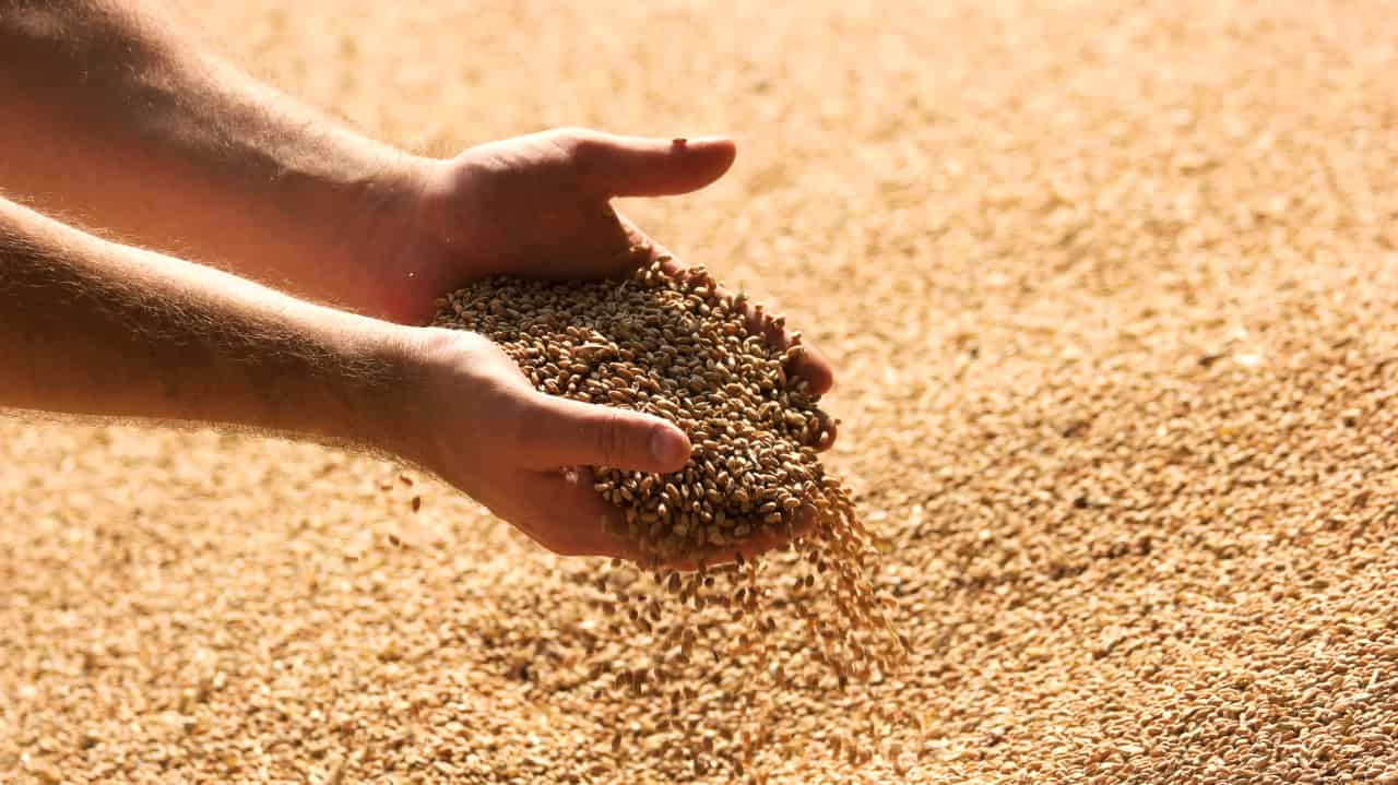 Moagem de trigo apresenta crescimento de 3% no Brasil em 2024