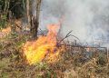 Nova câmara técnica vai unir esforços de união, estados e municípios contra incêndios