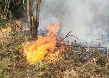 Nova câmara técnica vai unir esforços de união, estados e municípios contra incêndios