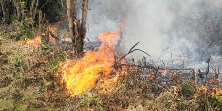 Nova câmara técnica vai unir esforços de união, estados e municípios contra incêndios