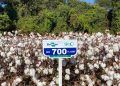Novas cultivares de algodão oferecem fibra premium e tolerância a doenças