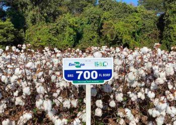 Novas cultivares de algodão oferecem fibra premium e tolerância a doenças
