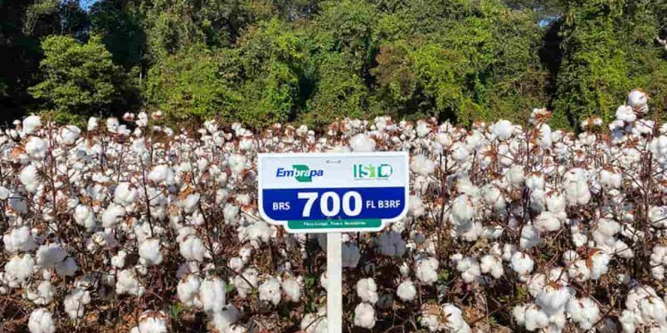 Novas cultivares de algodão oferecem fibra premium e tolerância a doenças