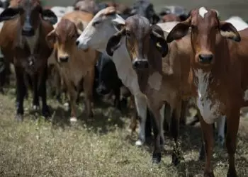 Novas regras em Goiás reforçam combate à brucelose e tuberculose em bovinos