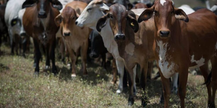 Novas regras em Goiás reforçam combate à brucelose e tuberculose em bovinos