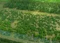 Parceria entre Brasil e China amplia cooperação ambiental e foco em sumidouros de carbono