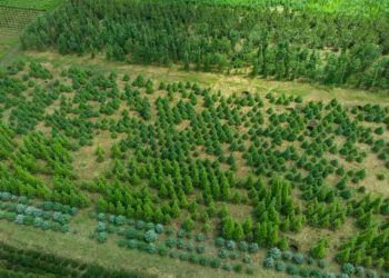 Parceria entre Brasil e China amplia cooperação ambiental e foco em sumidouros de carbono