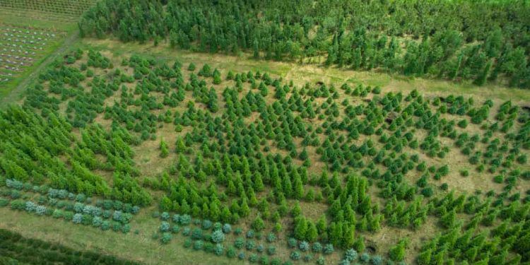 Parceria entre Brasil e China amplia cooperação ambiental e foco em sumidouros de carbono