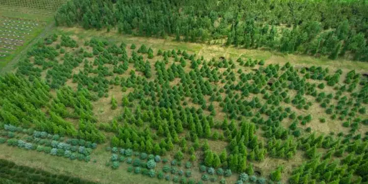Parceria entre Brasil e China amplia cooperação ambiental e foco em sumidouros de carbono