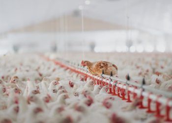 Primeiro caso de influenza aviária é confirmado na avicultura comercial no Brasil