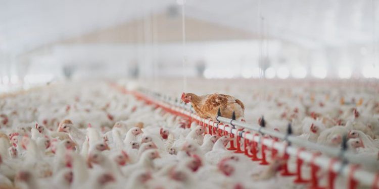 Primeiro caso de influenza aviária é confirmado na avicultura comercial no Brasil