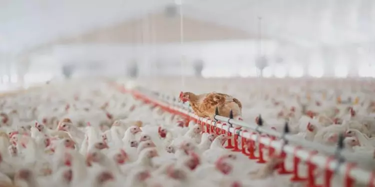 Primeiro caso de influenza aviária é confirmado na avicultura comercial no Brasil 1 Primeiro caso de influenza aviária é confirmado na avicultura comercial no Brasil