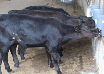 Primeiros bezerros geneticamente modificados nascem no Brasil