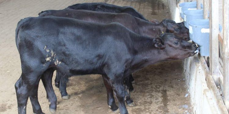 Primeiros bezerros geneticamente modificados nascem no Brasil