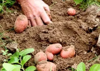 Produção de batata ganha impulso com novos estudos de zoneamento climático