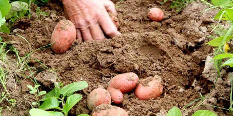 Produção de batata ganha impulso com novos estudos de zoneamento climático