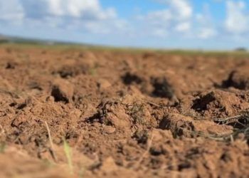 Programa Solo Vivo inicia recuperação de solos agrícolas em Mato Grosso