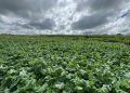 Projeto busca adaptar canola às condições tropicais do Brasil
