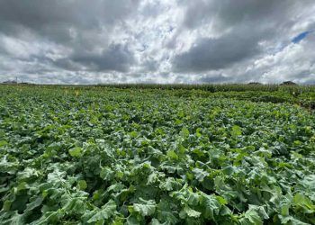 Projeto busca adaptar canola às condições tropicais do Brasil