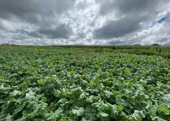 Projeto busca adaptar canola às condições tropicais do Brasil