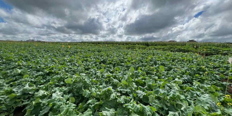 Projeto busca adaptar canola às condições tropicais do Brasil