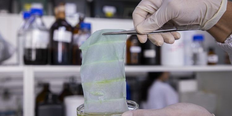 Cientistas brasileiros desenvolveram uma embalagem inteligente que muda de cor à medida que o alimento se degrada. O projeto foi conduzido por pesquisadores da Embrapa Instrumentação (SP), em colaboração com a Embrapa Agroindústria de Alimentos (RJ) e a Universidade de Illinois, em Chicago (EUA). A base da inovação são pigmentos naturais extraídos do repolho roxo. Embalagem inteligente A técnica utilizada, chamada de fiação por sopro em solução, permitiu a produção de mantas compostas por nanofibras com propriedades sensíveis à deterioração dos alimentos. Essa embalagem interativa reage quimicamente às substâncias emitidas pelo alimento em decomposição, alterando sua cor em tempo real. Em testes com filé de merluza, a manta apresentou excelente desempenho, mudando de roxo para azul conforme o peixe perdia a qualidade. Nos primeiros estágios, a embalagem mantinha a coloração roxa, indicando um produto ainda fresco. Após um dia, essa tonalidade começou a desbotar. Em 48 horas, surgiram tons azul-acinzentados, e, ao final de 72 horas, o azul predominante apontava para a deterioração completa do peixe, tudo isso sem a necessidade de abrir a embalagem. Segundo os especialistas da Embrapa, essas mantas de nanofibras funcionam como sensores visuais, capazes de indicar, com precisão, o frescor de peixes e frutos do mar. No entanto, os pesquisadores ressaltam que ainda é preciso ampliar os testes para outras espécies e produtos alimentícios.  Eletrofiação A técnica de fiação por sopro em solução (SBS, do inglês Solution Blow Spinning), empregada no estudo, surgiu em 2009 a partir de uma parceria entre a Universidade Federal da Paraíba (UFPB), a Embrapa Instrumentação e o Departamento de Agricultura dos Estados Unidos (USDA). Diferentemente da eletrofiação, que é mais demorada, cara e limitada em termos de produção, a SBS forma nanofibras em até duas horas sem necessidade de altas voltagens. As nanofibras geradas têm dimensão inferior a um milésimo de milímetro e podem compor materiais semelhantes a tecidos. A pesquisa, supervisionada pelo cientista Luiz Henrique Capparelli Mattoso, também contou com participação da Universidade de Illinois. Durante o desenvolvimento, foram utilizados pigmentos conhecidos como antocianinas, substâncias naturais encontradas em vegetais, flores e frutas que apresentam cores variadas e reagem às mudanças de pH. Extraídas de resíduos de repolho roxo, as antocianinas demonstraram ser ótimos indicadores de deterioração. No total, mais de dez pigmentos vegetais foram testados. Ao serem integradas ao polímero biodegradável policaprolactona, as antocianinas mostraram excelente capacidade de detectar alterações químicas associadas à degradação do peixe. O pesquisador Josemar Gonçalves de Oliveira Filho, responsável pelo desenvolvimento da manta em seu pós-doutorado, destaca o potencial de ampliar o uso dessa tecnologia para outras embalagens alimentares. Segundo ele, embora haja registros de estudos com antocianinas em materiais inteligentes, seu uso em nanofibras ainda é pouco explorado.