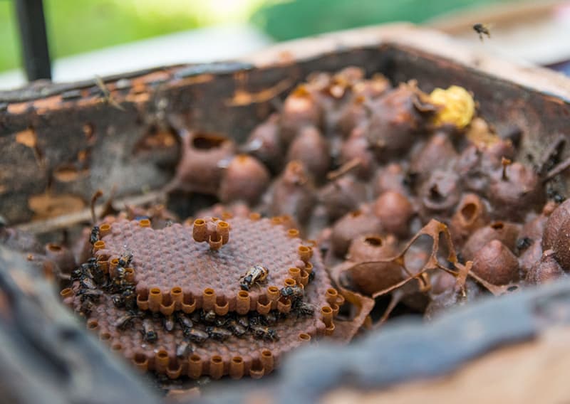 Estudo identifica potencial terapêutico da própolis de abelhas sem ferrão criadas em açaizais 3 Abelhas sem ferrão