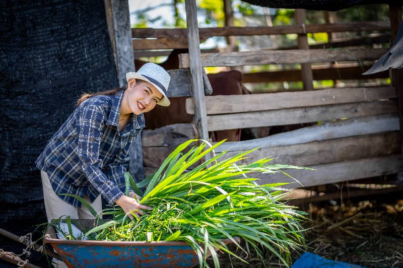 Programa Encontro valoriza protagonismo feminino no agronegócio em edição em Goiás 3 Agronegócio feminino
