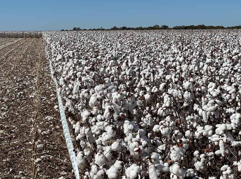 Novas cultivares de algodão oferecem fibra premium e tolerância a doenças 3 Algodão