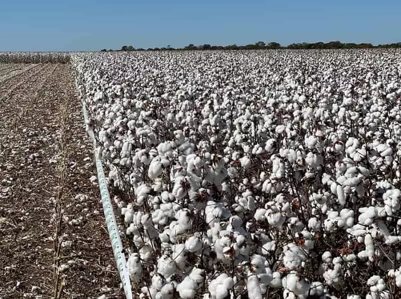 Três microrregiões respondem por metade da produção brasileira de algodão 2 Algodão