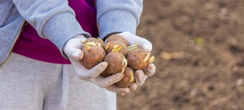 Produção de batata ganha impulso com novos estudos de zoneamento climático 3 Batata