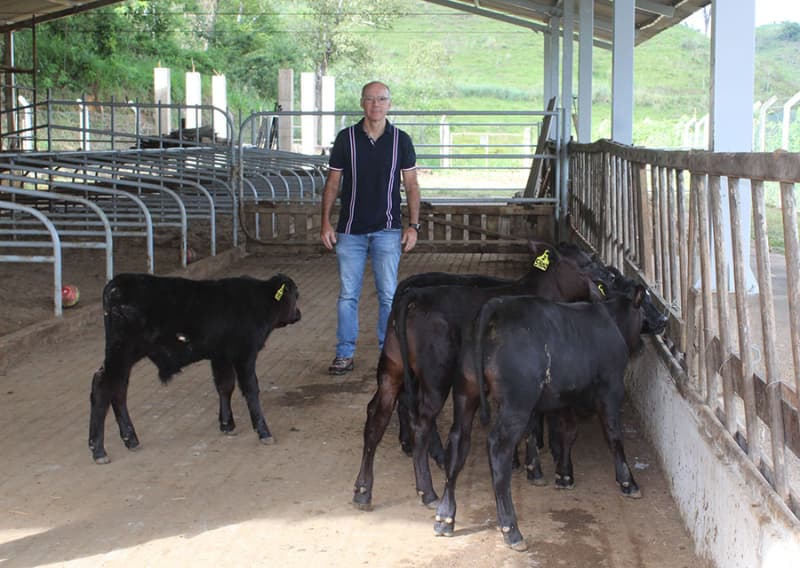 Primeiros bezerros geneticamente modificados nascem no Brasil 2 Bezerros modificados